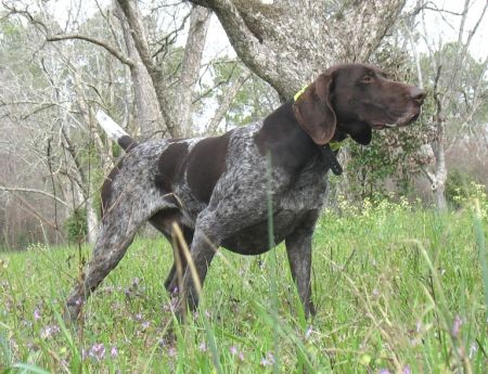 DUAL CH. / 2 X NSTRA CH.  FIELDMASTER'S DARK KNIGHT OF TROUBLE 