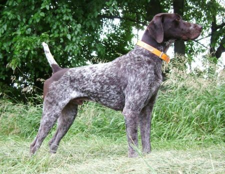 DUAL CH. FIELDMASTER'S LOOKING FOR TROUBLE