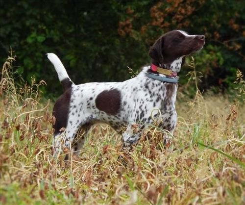 FIELDMASTER'S LUCY LOU