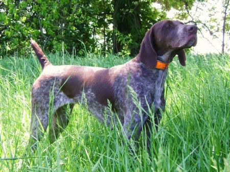 NSTRA CH / NSTRA  AMT CH FIELDMASTERS WOODLAND CRICKET