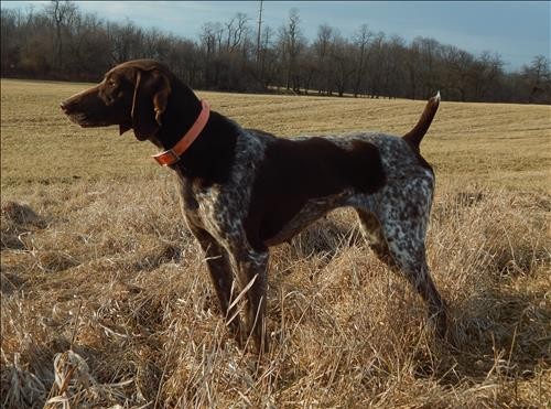FIELDMASTER'S WOODLAND MARIAH