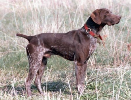 FC  RUPERT MEIN VOGELHUND