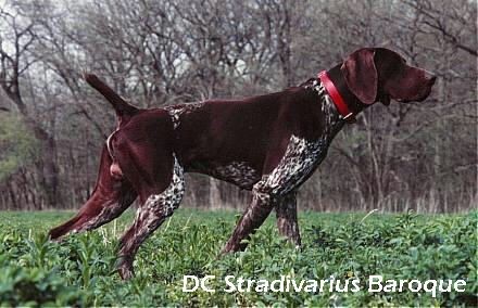 DC STRADIVARIUS BAROQUE
