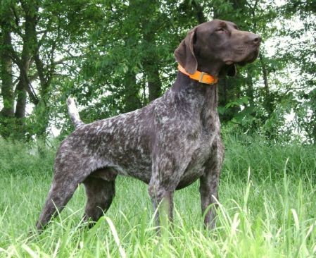 CH. FIELDMASTER'S NOTHING BUT TROUBLE