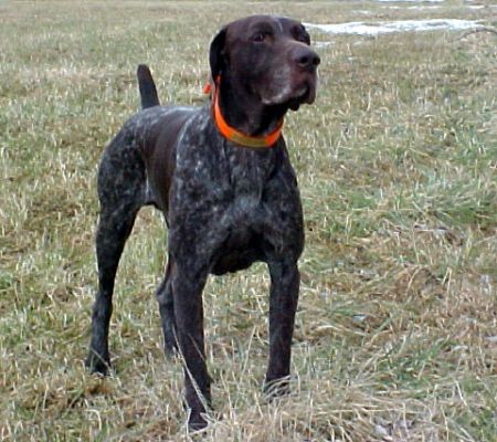 CH VIRGINIAS UPLAND GENTLEMAN