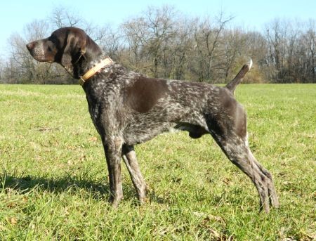 NSTRA AMT CH  FIELDMASTERS GENTLEMAN TUCKER  UT I