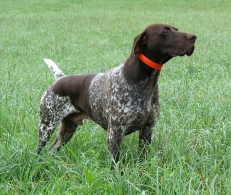 NSTRA AMT CH.  FIELDMASTER'S MAXIMUMPOINT