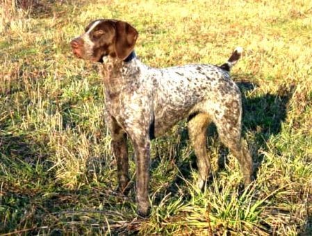 FIELDMASTER'S BELLA   NA PRIZE 1 112 PTS.