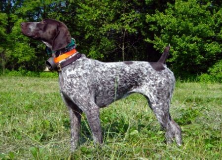 FIELDMASTER'S UPLAND CITORI UT II 200PTS