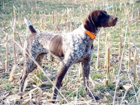 FIELDMASTERS MISS STRADIVARIUS