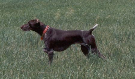 FIELDMASTER'S EMMA