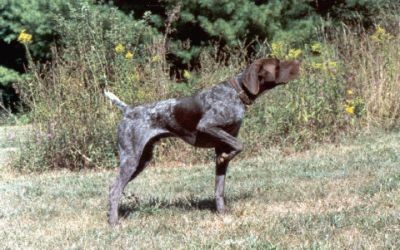LORD STRADIVARIUS SIN CITY