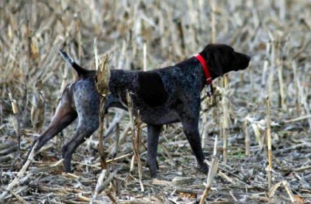 FIELDMASTER'S CUT TO THE CHASE