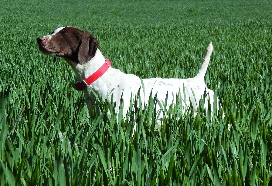 FIELDMASTER'S DOTTIE VON HANDLEBURG