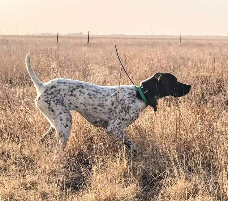 FIELDMASTERS ROCKSOLID BELLA