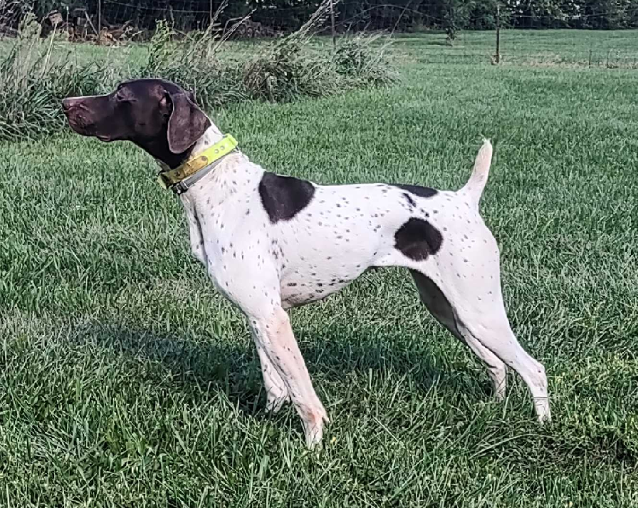 FIELDMASTER'S BEEZ KNEEZ VON EVOLUTION