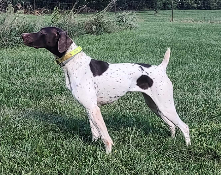 FIELDMASTER'S BEEZ KNEEZ VON EVOLUTION