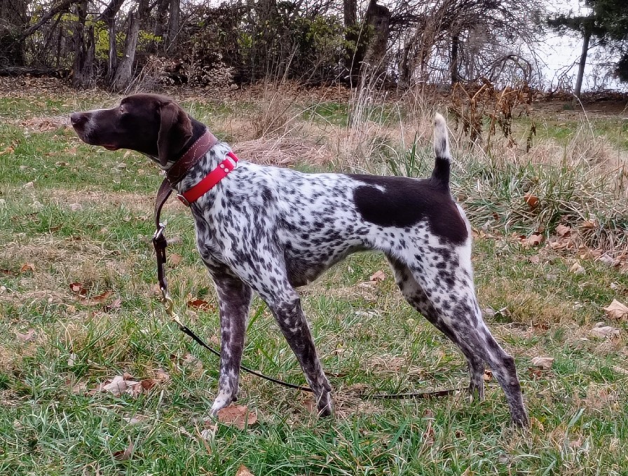 FIELDMASTER'S SHOOT TO THRILL