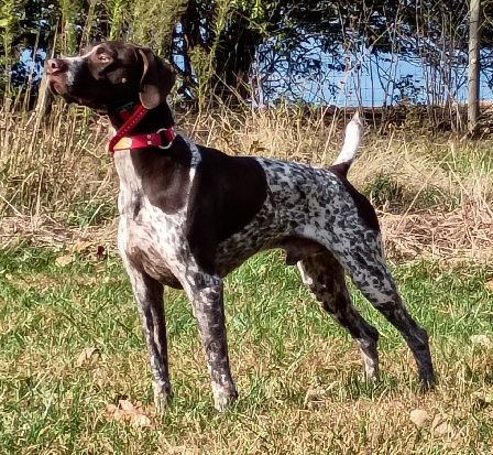 FIELDMASTER'S I'M FINNEGAN VON GREIF