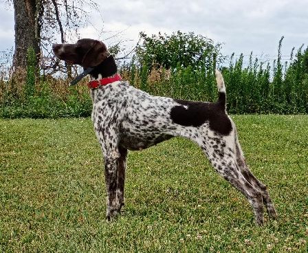 FIELDMASTER'S SHOOT TO THRILL