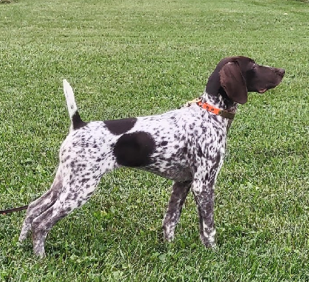 2-8-25 Sammie wins Open Puppy @ Tar Heel Brittany Club Trial